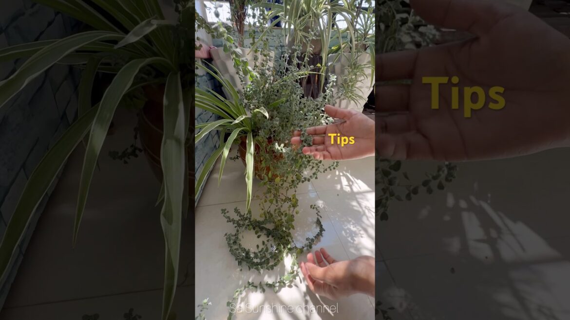 🔥Useful Gardening Tips#shorts#plants#balconygarden#tipsandtricks#home