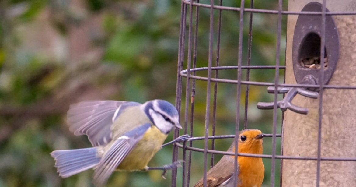 Gardeners urged to move bird feeders to 1 simple spot to attract more birds Devon Live
