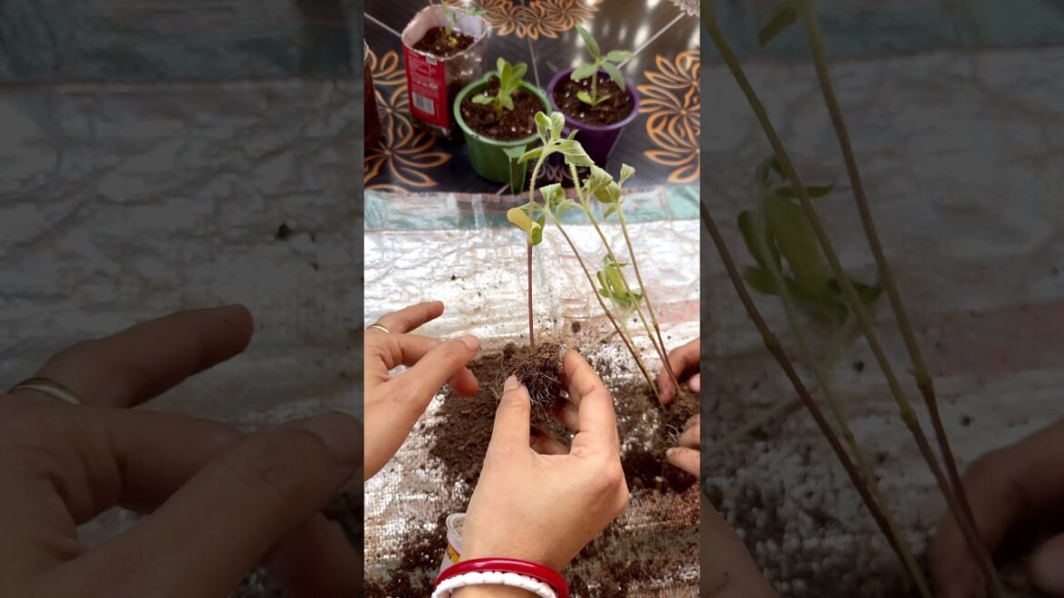 Baby Plants Dying After Repotting? Biggest Mistake! #garden #plants #gardening