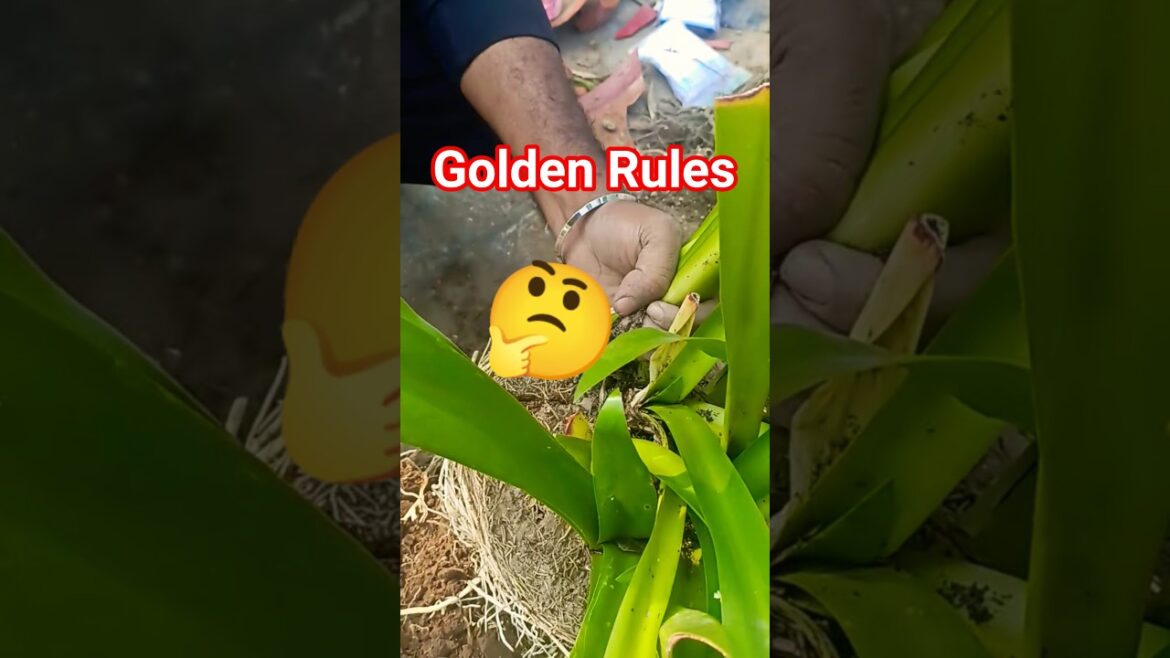 Gardening Golden Rules 🪴✨ #garden #gardening #terracegardenindia
