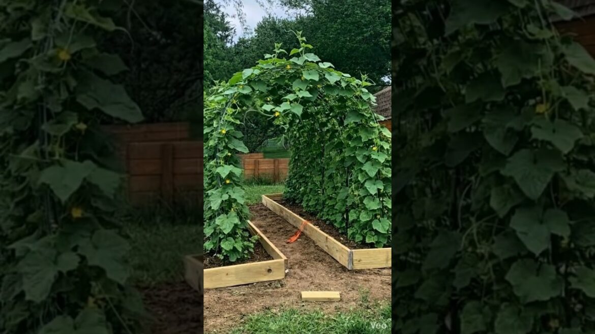 Your Cucumbers Are Growing Wrong (Do This Instead) #VerticalGardening #GardenTips #DIY