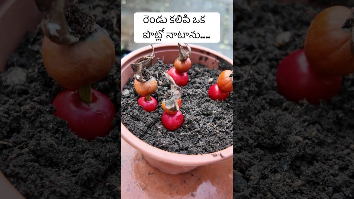 Rosehips(గులాబీ పూల పళ్ళు) +ఆపిల్…#plantcare#gardening #ytshorts
