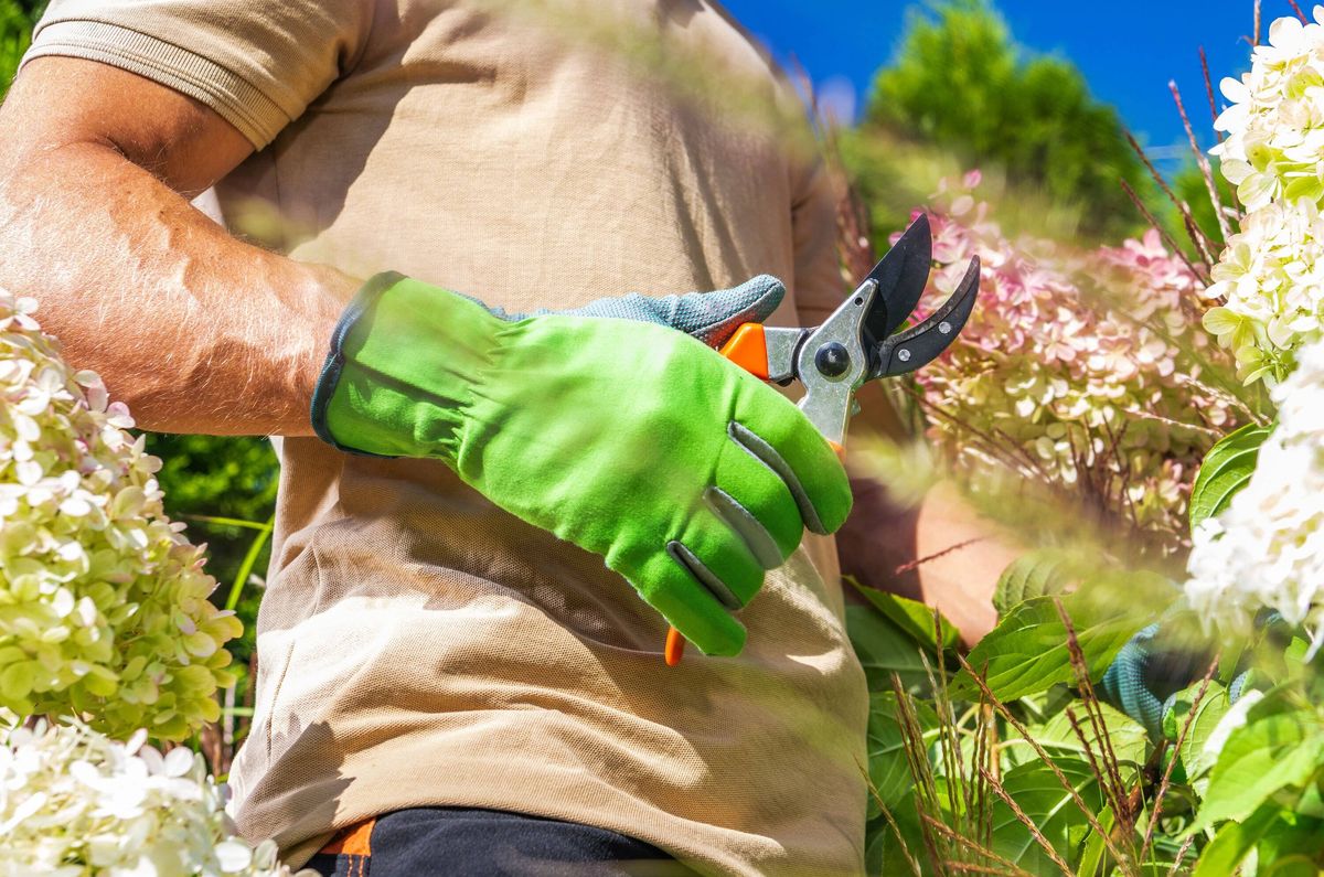 Man Taking Care of His Matured Hortensia Flowers