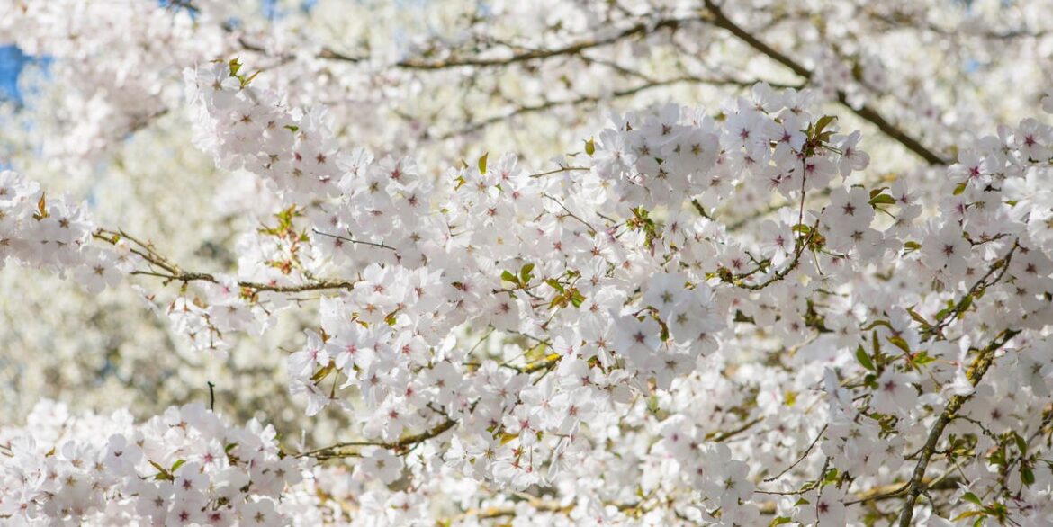 10 Stunning Cherry Trees to Plant in Your Garden for Spectacular Spring Blossom