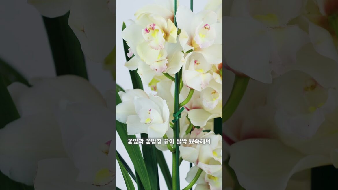 🌺요즘 심비디움, 왜 예뻐졌을까? 트렌드 체크하고 고르세요