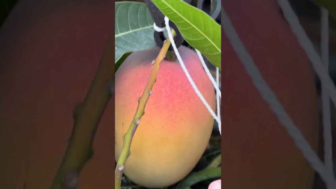 #Houseplants #2026 #239 Mango | Mangifera indica | Alphonso | Raspuri | Tommy Atkins | Ataulfo