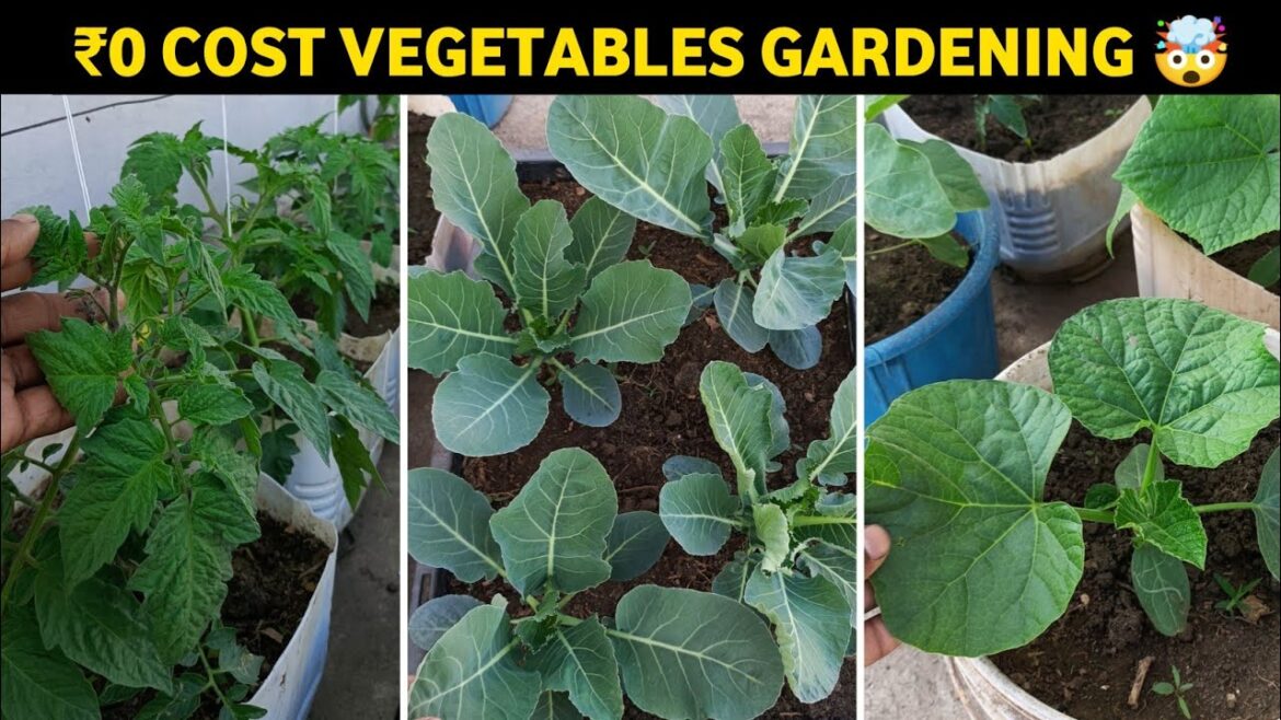 No Money ? No Problem! Start Vegetable Gardening Today