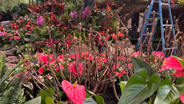 News 12 | Connecticut | Hicks Nurseries Flower & Garden Show: The science behind the blooms News 12 | Connecticut | Hicks Nurseries Flower & Garden Show: The science behind the blooms