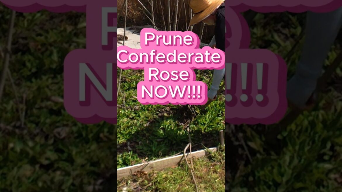 Spring Pruning Tips for Confederate Rose Hibiscus