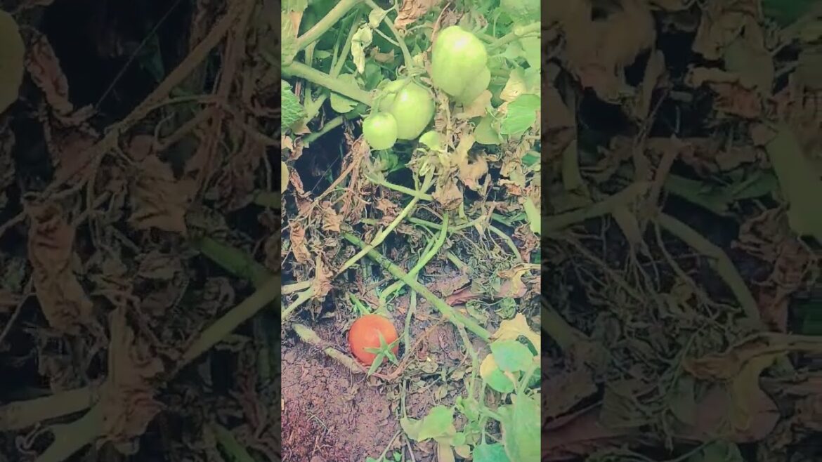 Harvesting tomato 🍅🍅🍅 #gardendelight #nature #terracegardenindia #flowergarden #gardendesign