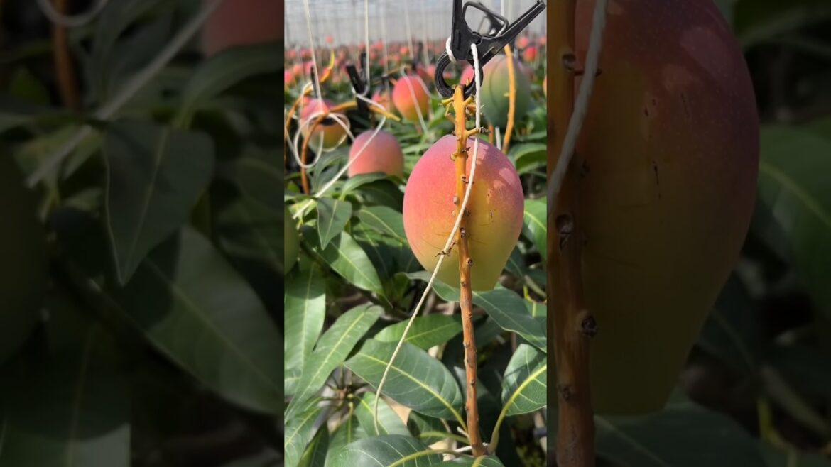#Houseplants #2026 #240 Mango | Mangifera indica | Alphonso | Raspuri | Tommy Atkins | Ataulfo