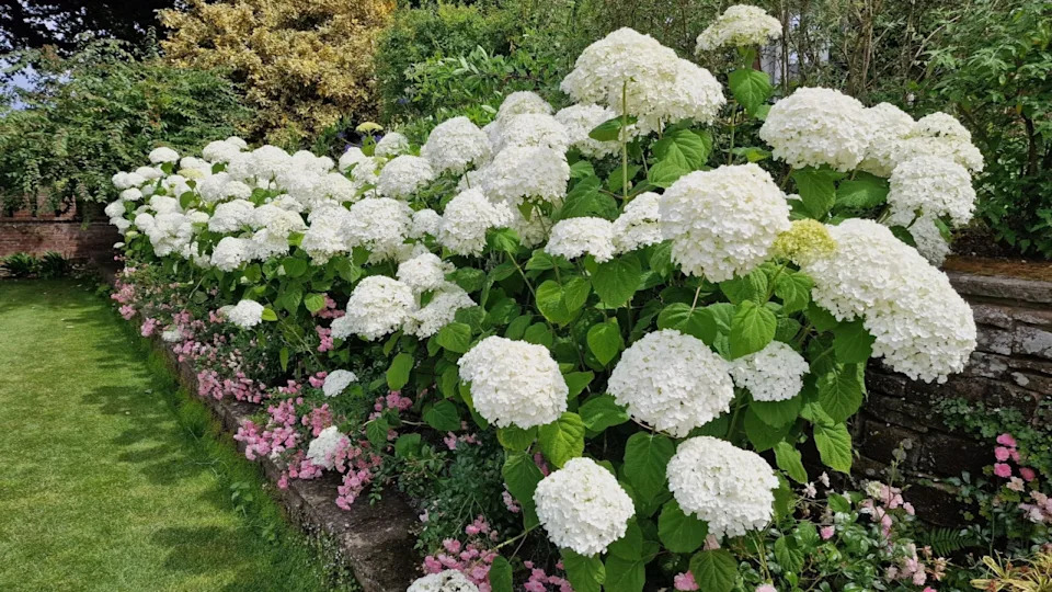 Closeup of the white flowering garden shrub hydrangea arborescens strong annabelle.