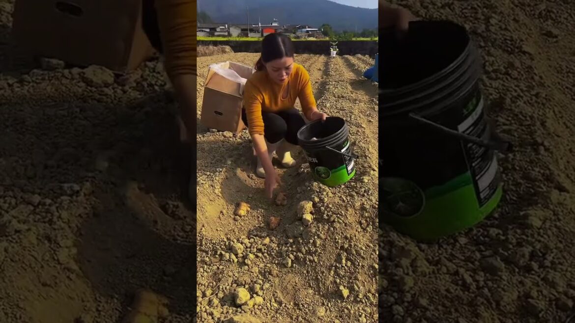 Month-by-Month Vegetable Gardening Guide for Beginners