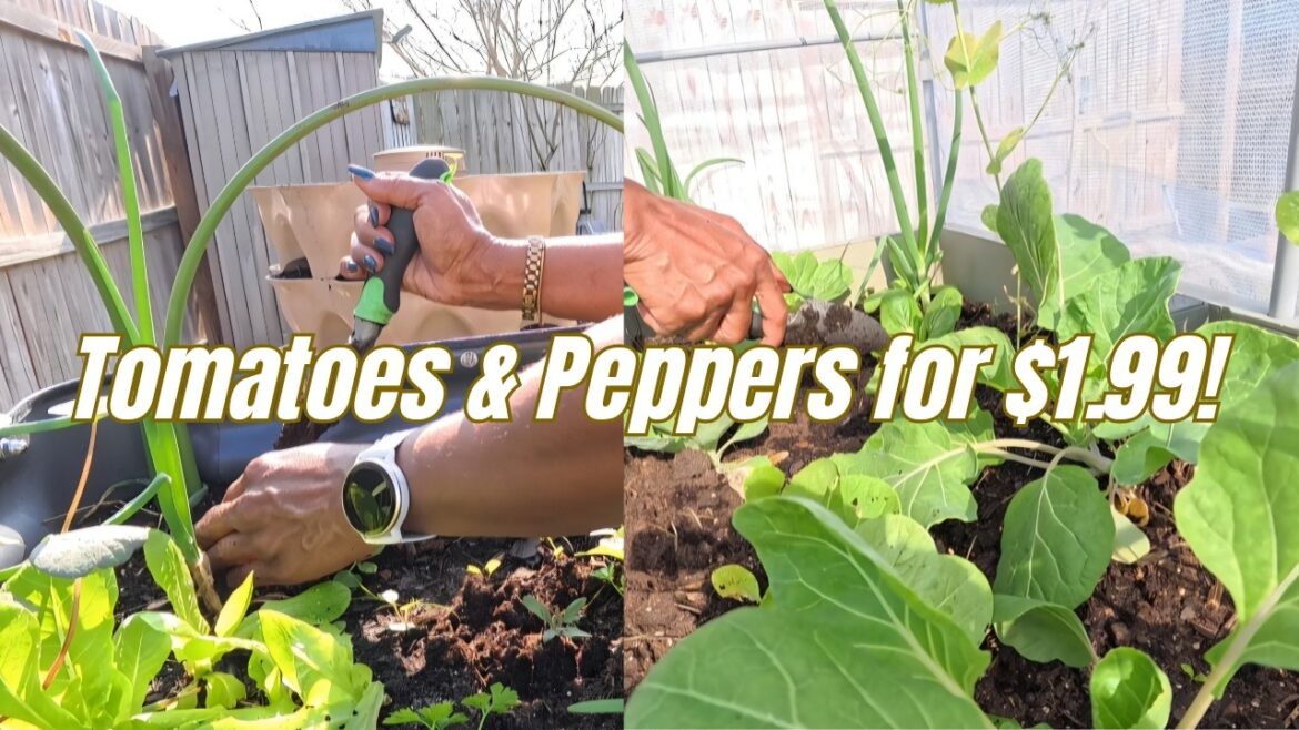 Daily Garden Vlog π± $1.99 Plants at Houston Garden Center | Tomatoes, Peppers & Spring Planting Daily Garden Vlog π± $1.99 Plants at Houston Garden Center | Tomatoes, Peppers & Spring Planting