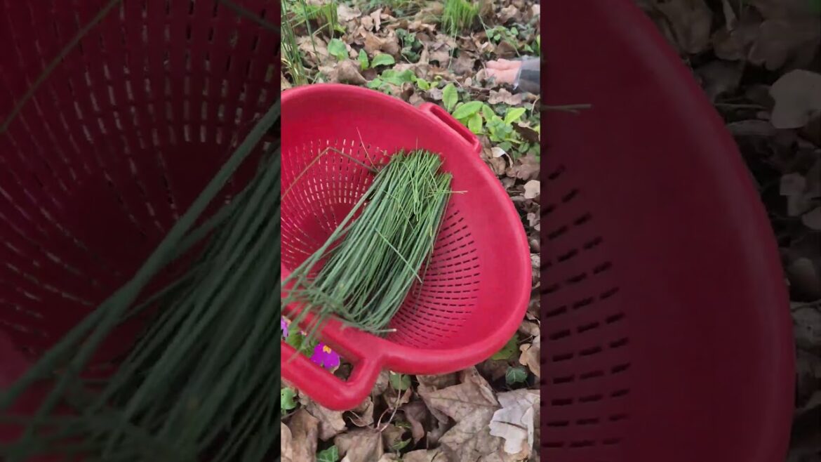 we harvested chives from the yard, cut and packaged them to ensure a steady supply for the year.