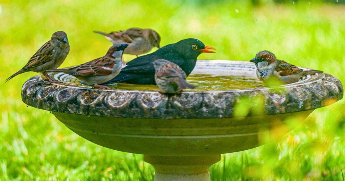 Anyone who owns a birdbath needs to do a simple task before winter ends Daily Mirror
