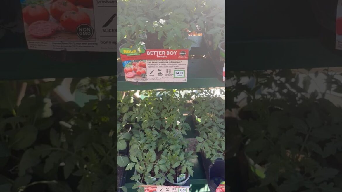 Excited to Plant Tomatoes? Watch This Before You Do! Excited to Plant Tomatoes? Watch This Before You Do!