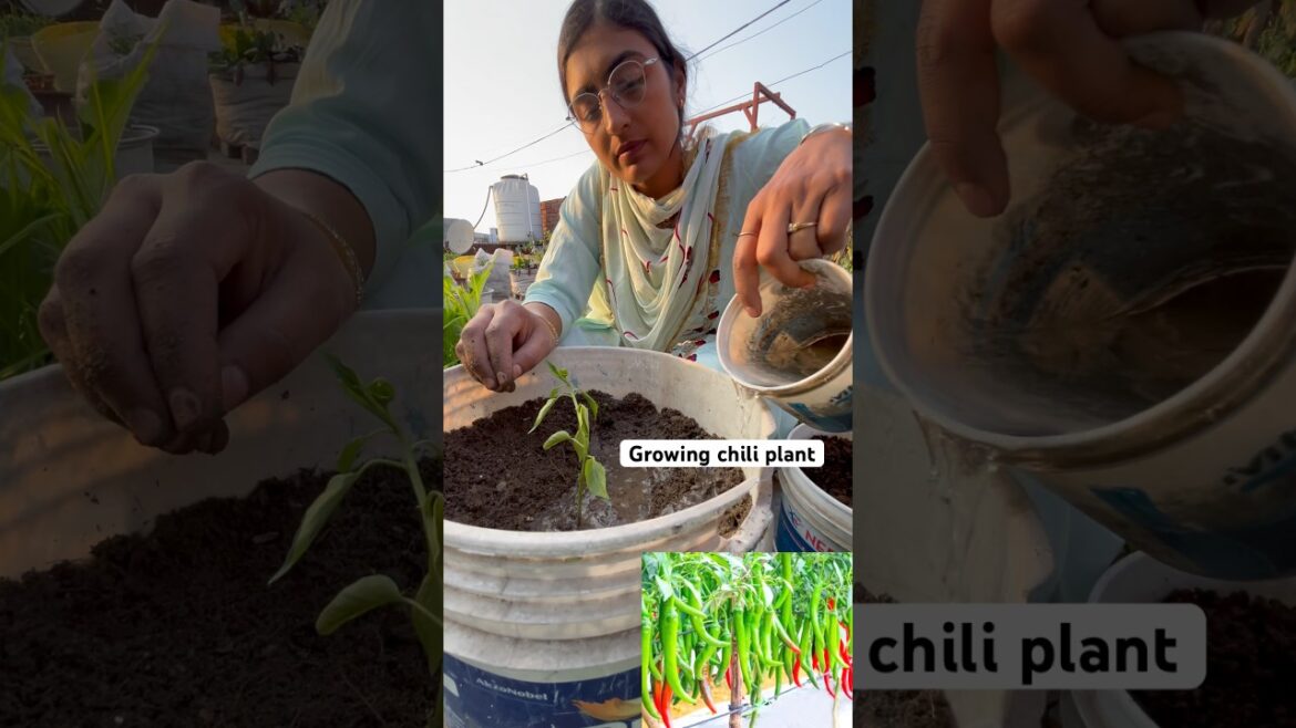 mirch plant ko lagana easy hai #chilli #vegetables #garden #gardening #shorts @OrganicGardening1918 mirch plant ko lagana easy hai #chilli #vegetables #garden #gardening #shorts @OrganicGardening1918
