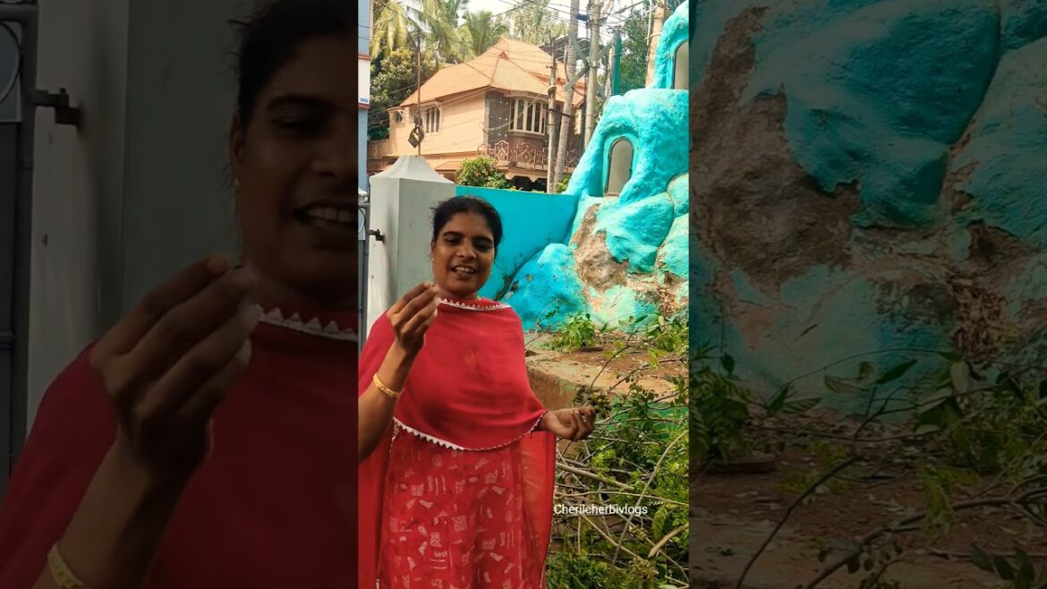 கறிவேப்பிலை பழம்🍇 சாப்பிட்டா ✨முடி வளரும்னு 💇‍♀️🥰சொல்வாங்க🥰#shortsfeed#shortsviral#cherilcherbivlogs