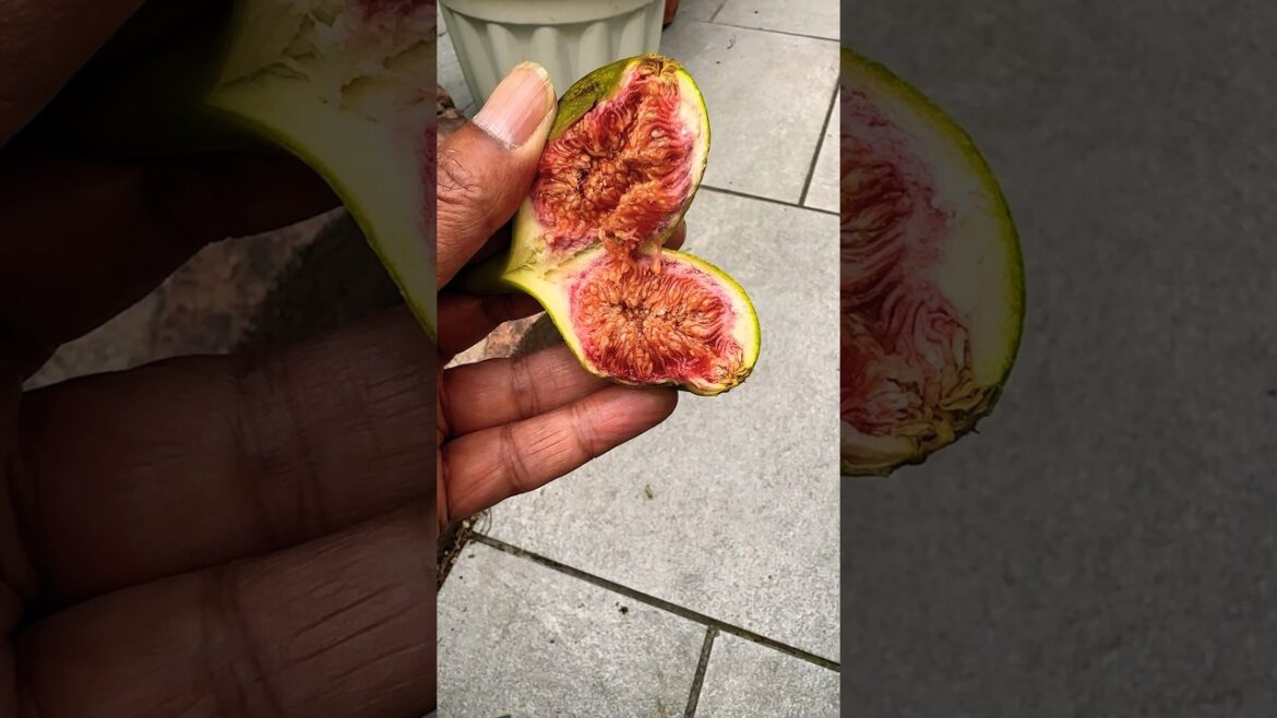 First Fig Harvest from My Backyard Garden! 🥳🌿 #gardeningjoy #firstharvest