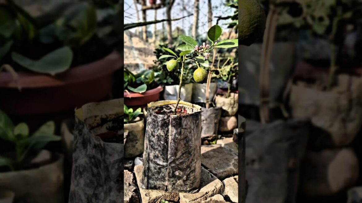 How to lemon ka plant reporting🌳🪴💐#gardening #plant #lemon plant How to lemon ka plant reporting🌳🪴💐#gardening #plant #lemon plant