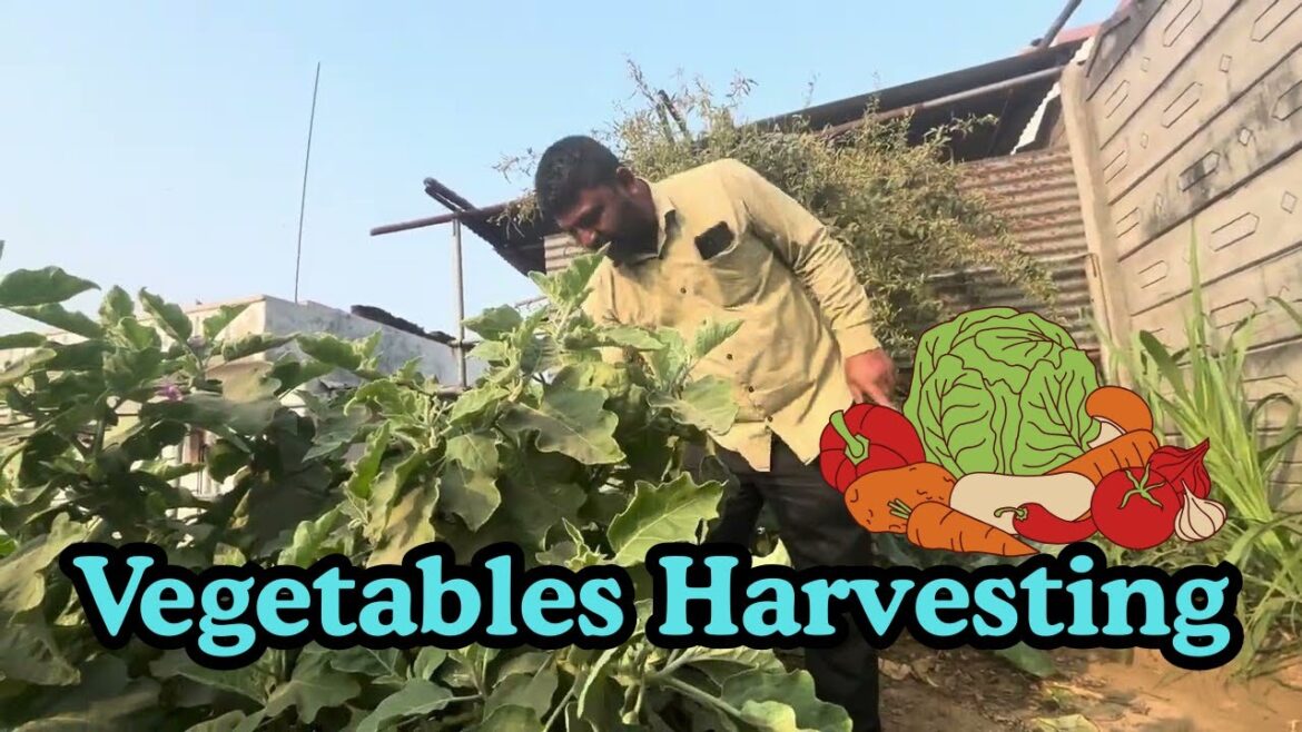 Vegetables Harvesting 🍅🍆 in Kitchen Garden #kitchengarden #vegetablegardening
