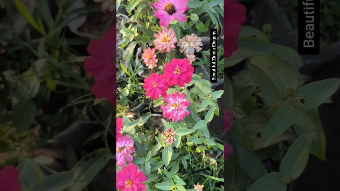 Beautiful Zinnia Elegans flowers || Garden view | #youtubeshorts #shorts #trending #viral #video