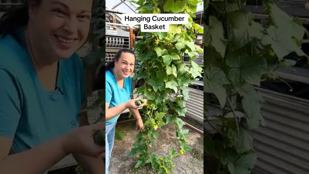 How to Grow Cucumbers in Hanging Baskets