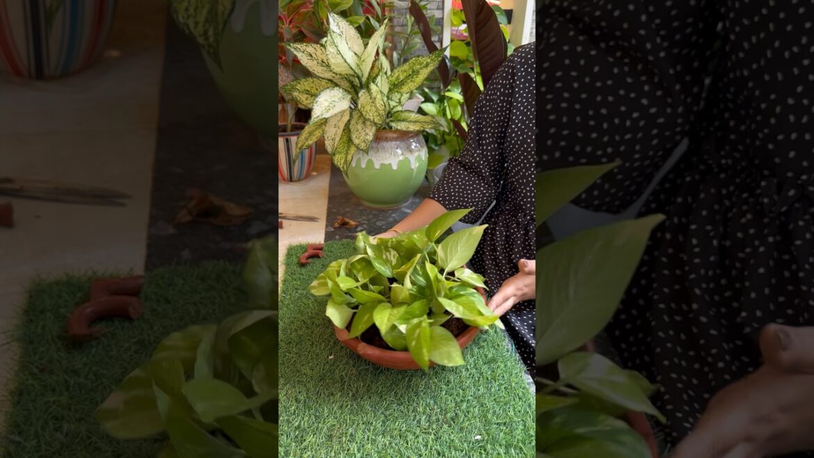 🌱എന്റെ money plants nte രഹസ്യം 🌱🤗#wavewitheva #explorepage #youtubeshorts #home #foryou #garden
