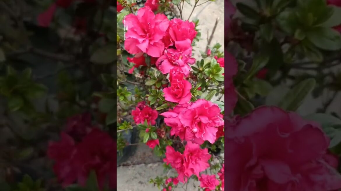 Sunshine Blooming Yellow Bell || Home Gardening | #garden #youtubeshorts #trendingshorts #shorts