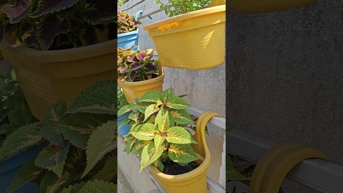 Little jungle in the air 🌿🌿#viral #garden #plants