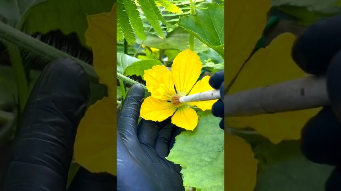 How to polinate 🍅🌱🥬 #gardening #agriculture #farmer #farming #satisfying How to polinate 🍅🌱🥬 #gardening #agriculture #farmer #farming #satisfying