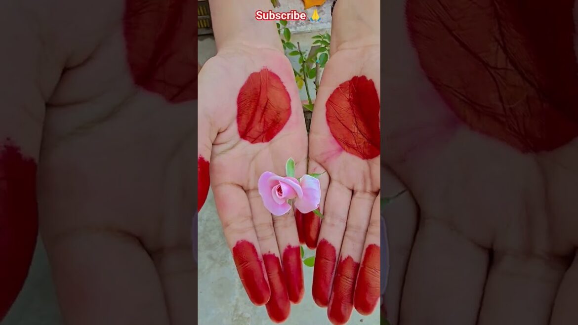 ফুল নিয়ে টিকটক #gardening #youtubeshorts #UpdateGardening #garden #youtubeshort #flowers #rose ফুল নিয়ে টিকটক #gardening #youtubeshorts #UpdateGardening #garden #youtubeshort #flowers #rose