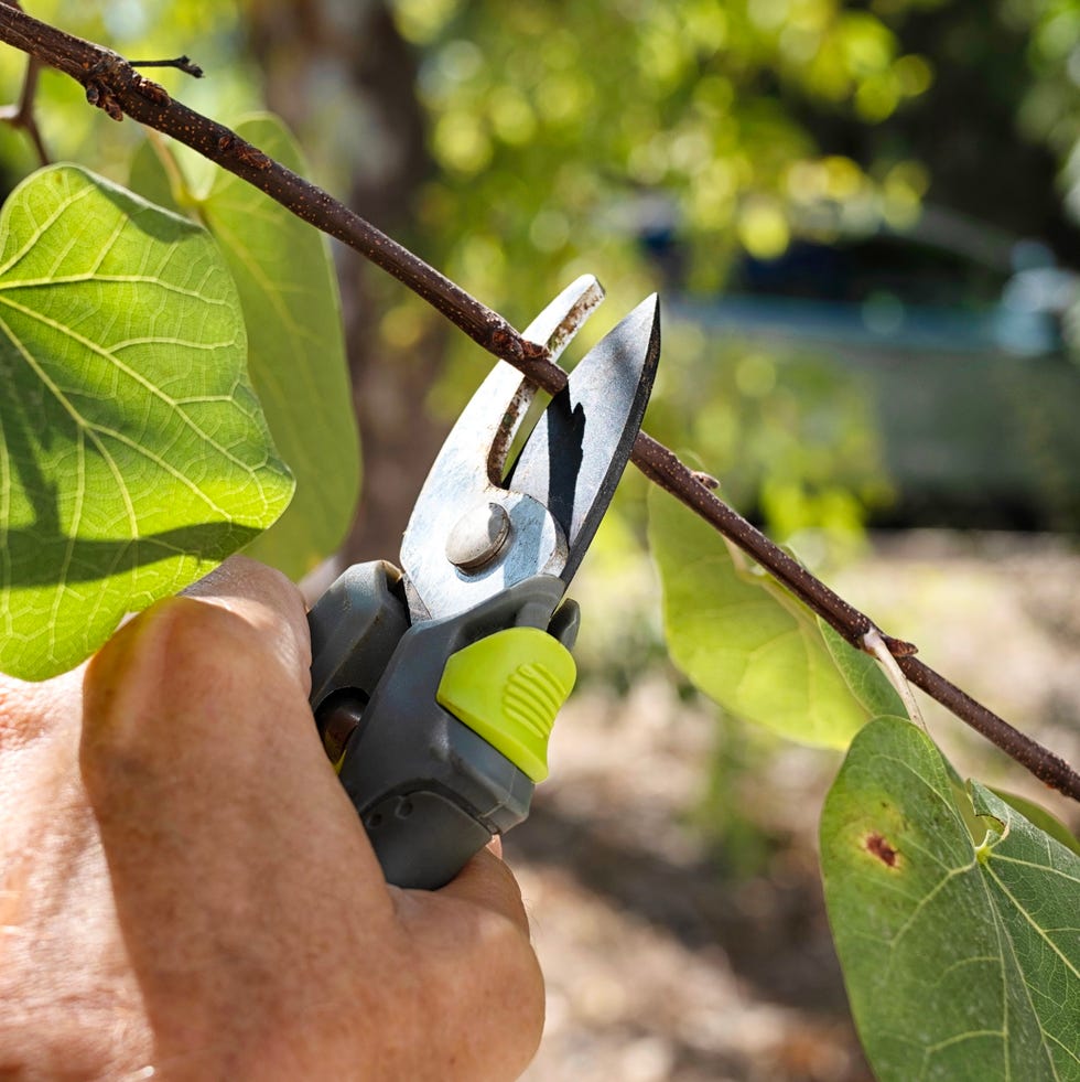 person pruning a flower