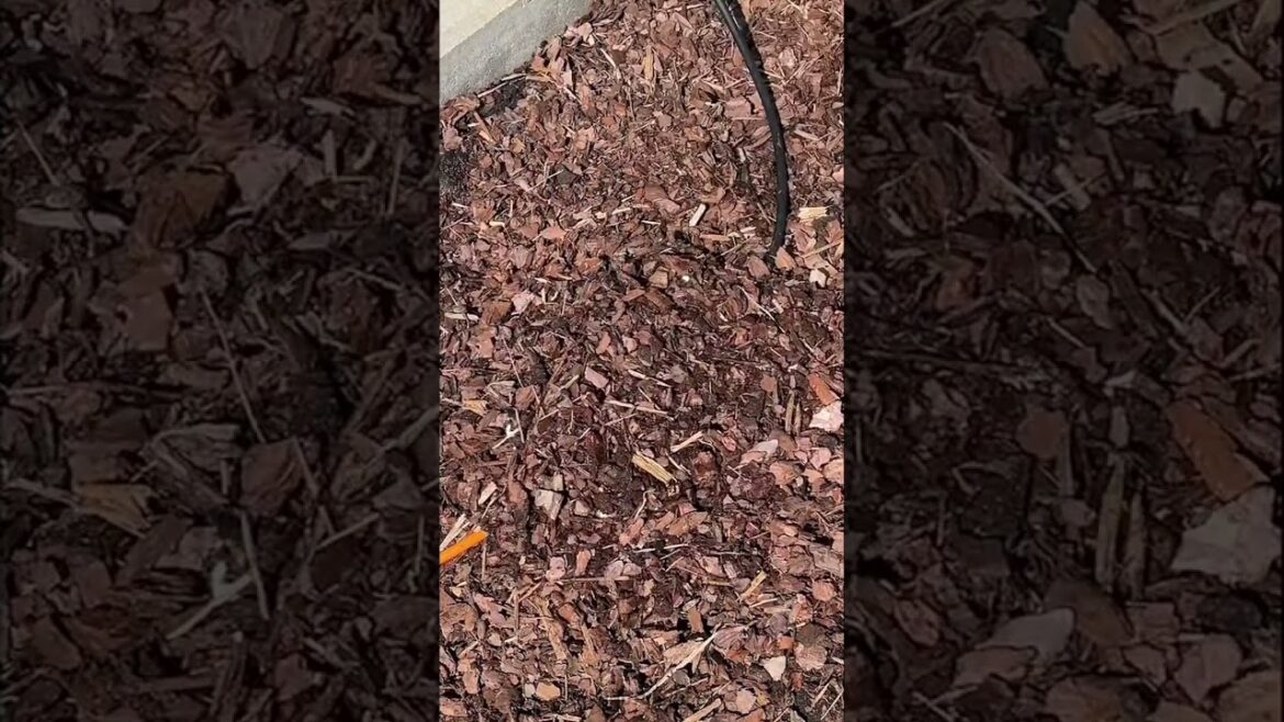 🌿✨ Garden Party Hacks So Smart Your Guests Will Think You’re a Genius 😏