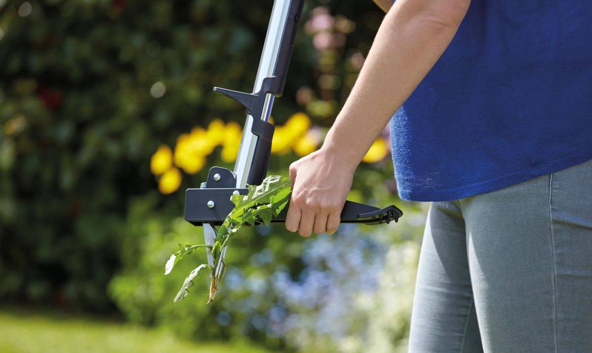 Person holding a weed pulling tool