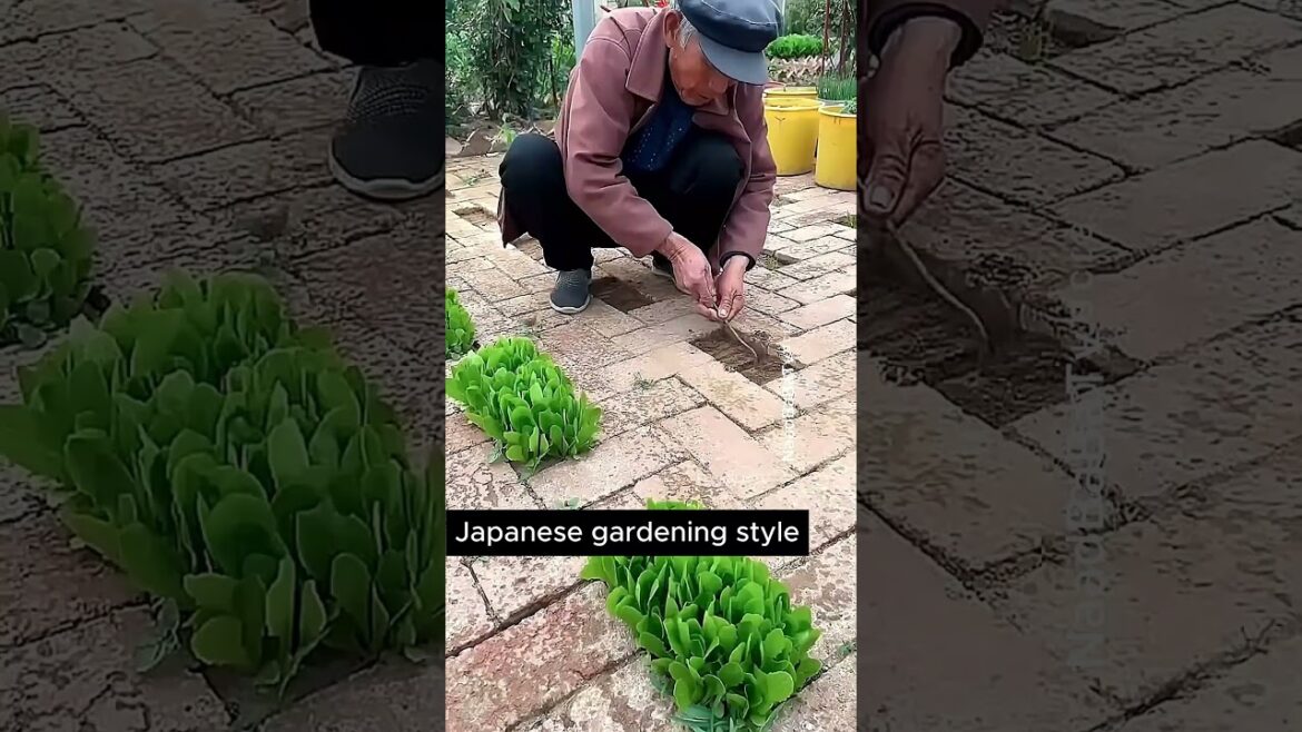 Japanese people gardening style#facts #organicfertilizer #gardening
