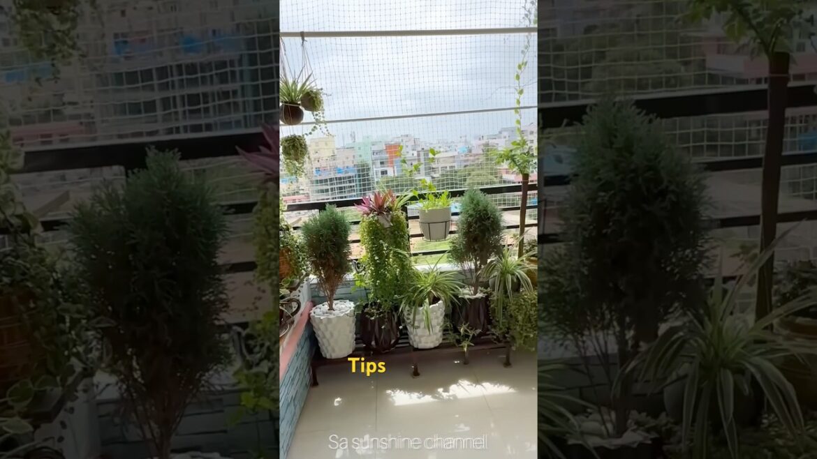 🔥Balcony Garden Tips#shorts#plants#balcony#homegarden#tipsandtricks