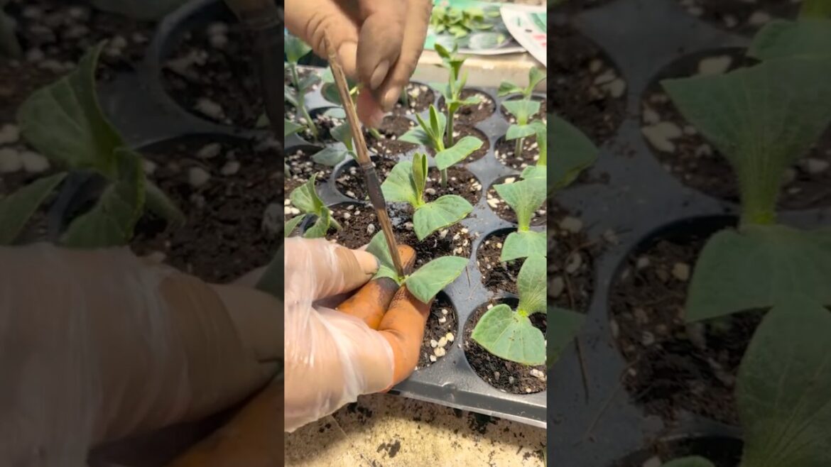 Grafting Watermelon Onto Pumpkin Rootstock: A Step-by-Step Guide @HappyFarm85 Grafting Watermelon Onto Pumpkin Rootstock: A Step-by-Step Guide @HappyFarm85