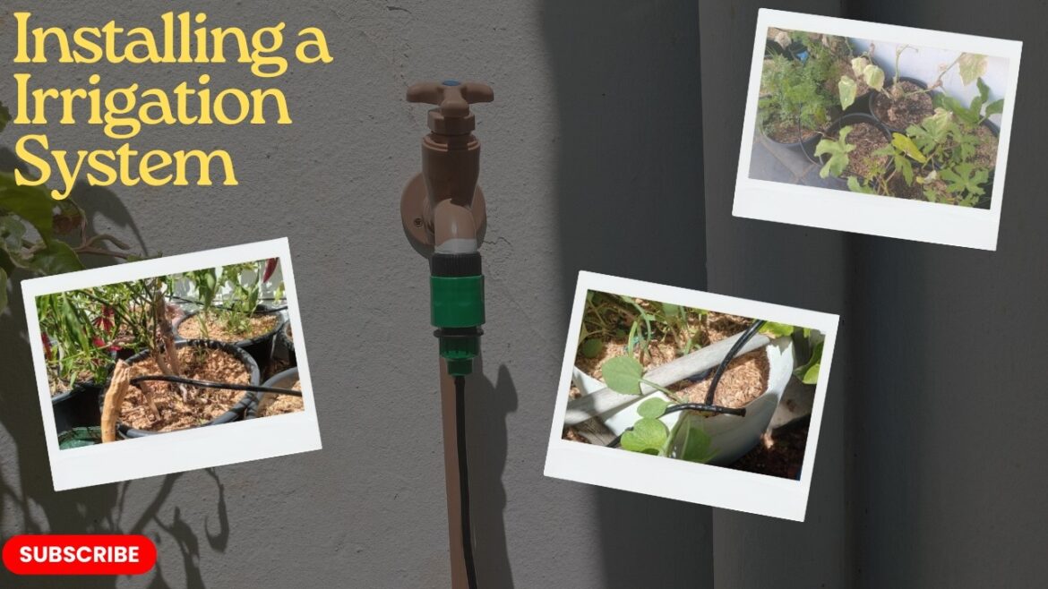 Installing DRIP IRRIGATION To a Container Garden