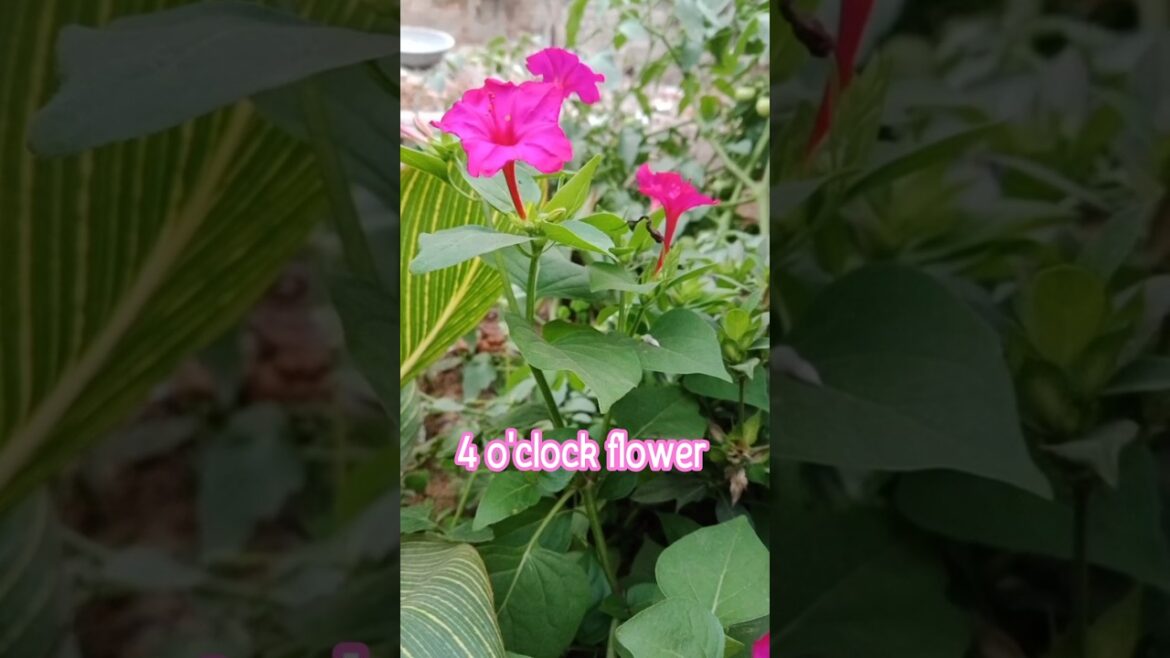 4 O'CLOCK FLOWER/ SANDHYA MALATI 🌸 #sandhya #sandhyarani #4oclock #flower #evening #flowers