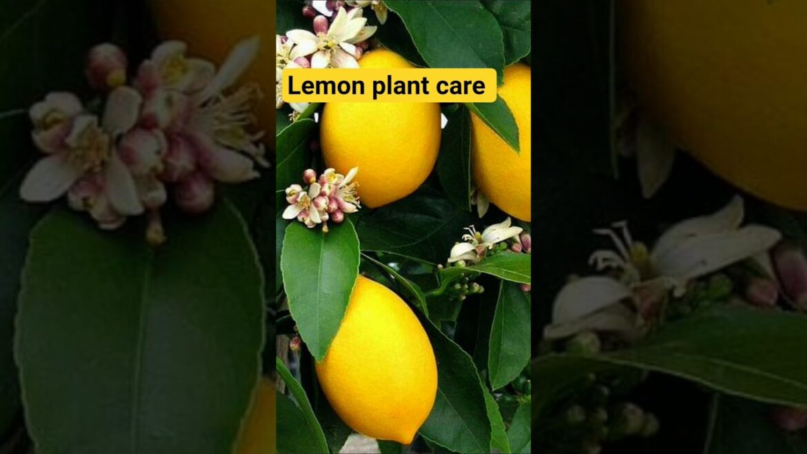 Lemon plant care Lemon plants insects| How to get rid of from insects of plants#planttherapy#viral