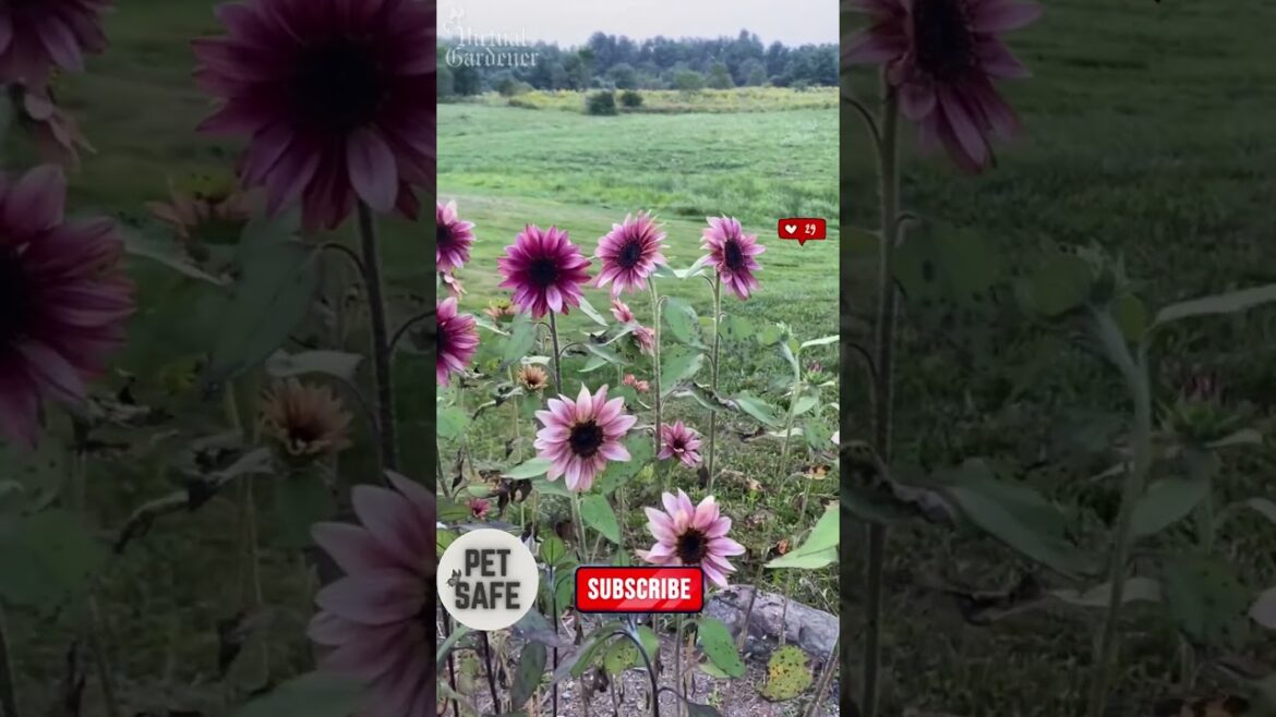 These are the safest flowers for pet owners #petcare #garden