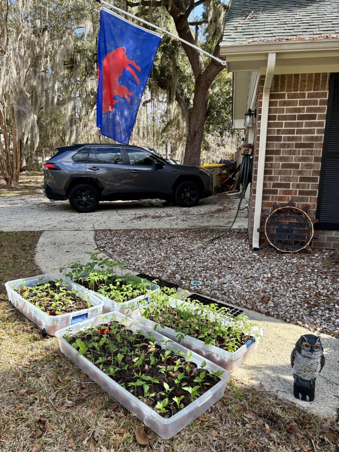 Anyone else battle squirrels daily?! Right now they’re digging into my seedlings