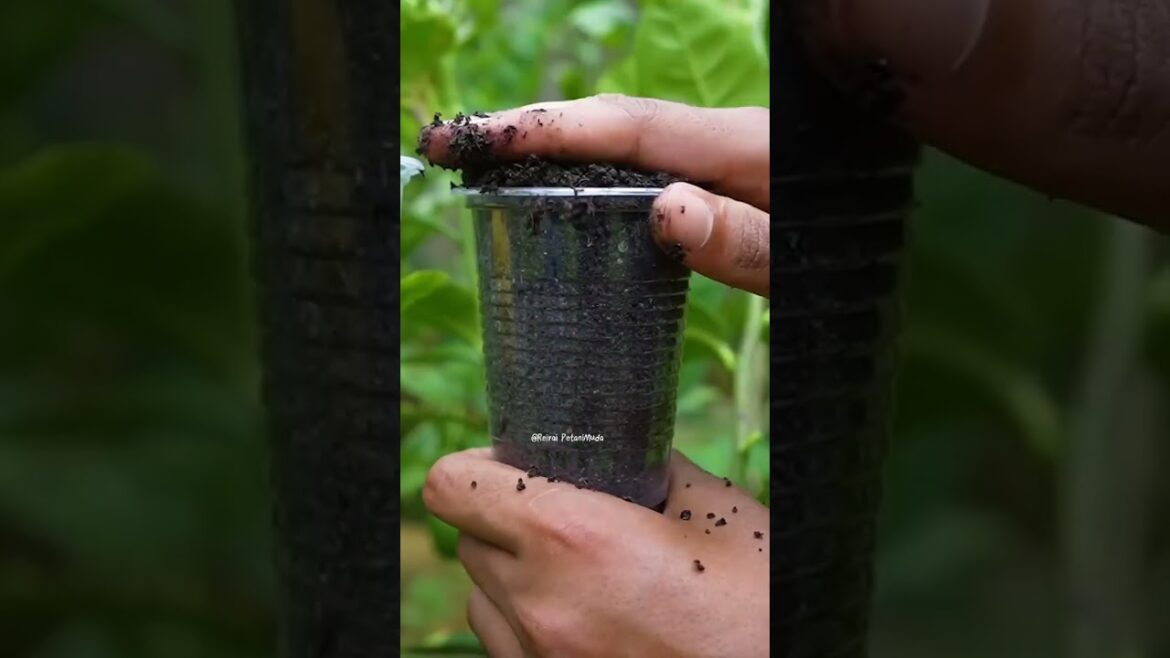 Grow Lemon Trees 10x Faster with this Banana Hack! 🍋🍌 #shorts