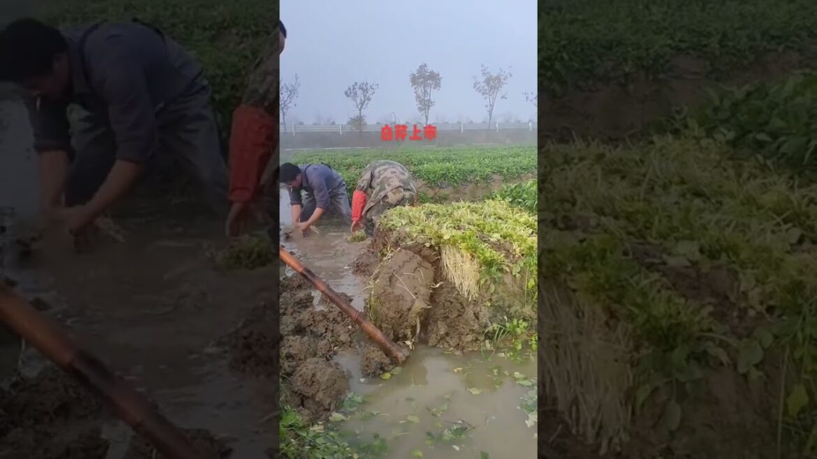 Master Monthly Vegetable Gardening: A Year-Round Guide