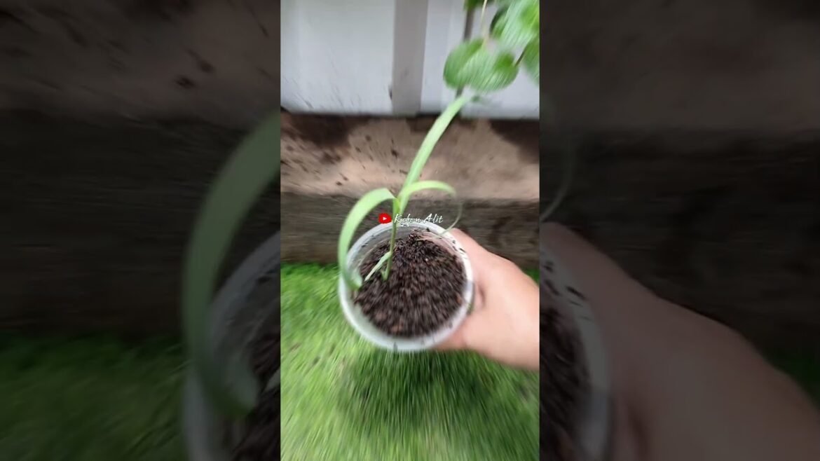 Regrow Lemongrass in Just a Few Simple Steps‼️