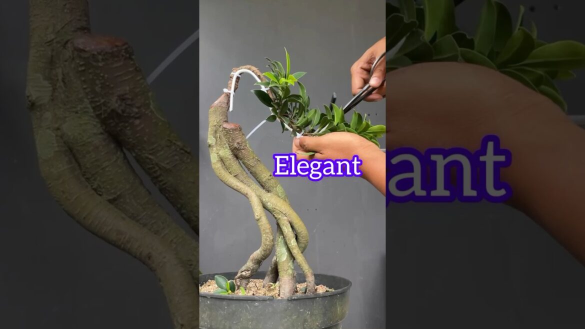 The Beauty of Elegant Ficus Bonsai Tree