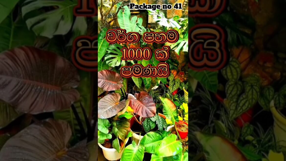 වර්ග පහම රු 100 යි #plants #garden #shorts වර්ග පහම රු 100 යි #plants #garden #shorts