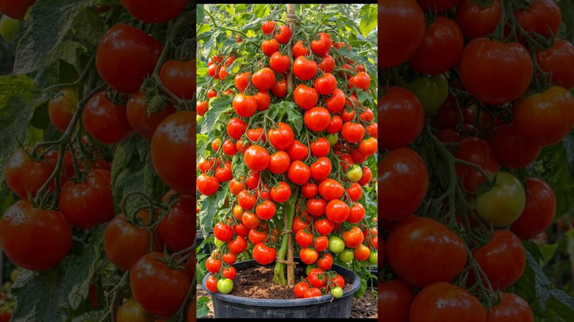 Tomato Multiplication Using Egg and Orange 🍅